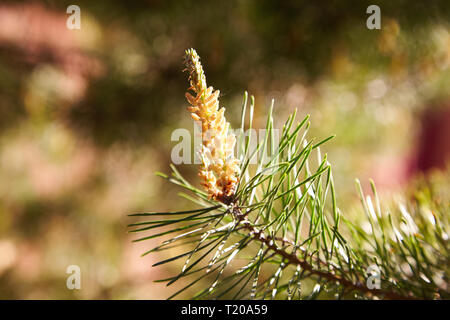 Junge Kiefer bud (Konus). Kiefer Niere. Niere nadelholz Baum close-up. Stockfoto