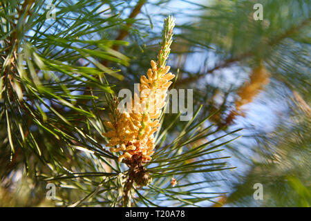 Junge Kiefer bud (Konus). Kiefer Niere. Niere nadelholz Baum close-up. Stockfoto