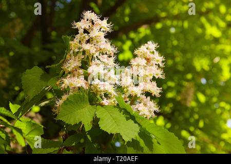 Blüten der Kastanien im Frühling im Park. Stockfoto