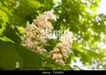 Blüten der Kastanien im Frühling im Park. Stockfoto