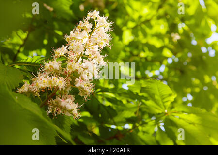 Blüten der Kastanien im Frühling im Park. Stockfoto