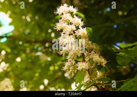 Blüten der Kastanien im Frühling im Park. Stockfoto