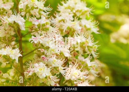 Blüten der Kastanien im Frühling im Park. Stockfoto