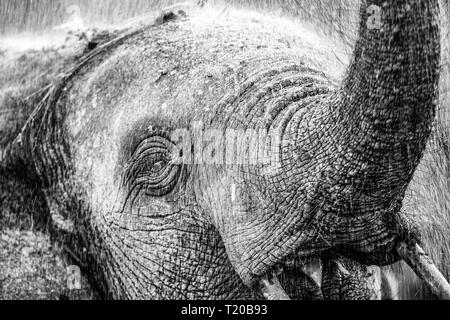 Elefanten in Loango Nationalpark, Gabun Stockfoto