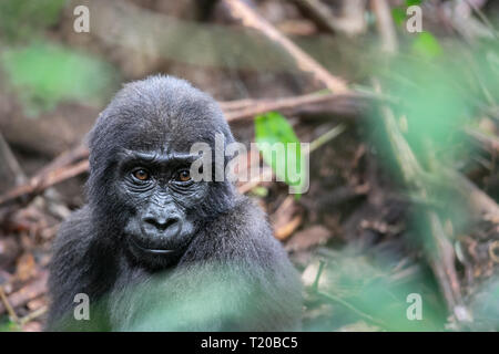 Gorillas in Loango Nationalpark, Gabun Stockfoto