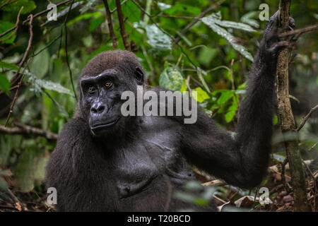 Gorillas in Loango Nationalpark, Gabun Stockfoto