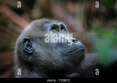 Gorillas in Loango Nationalpark, Gabun Stockfoto