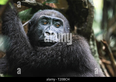 Gorillas in Loango Nationalpark, Gabun Stockfoto