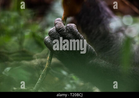 Gorillas in Loango Nationalpark, Gabun Stockfoto