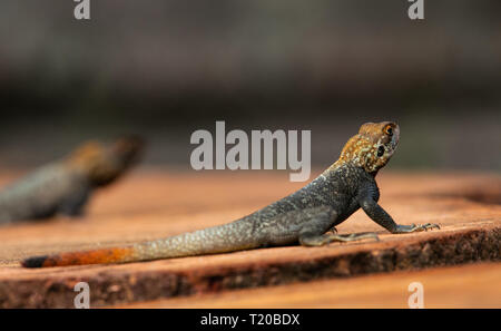 Rothaarige Rock Agama, Gabun Stockfoto