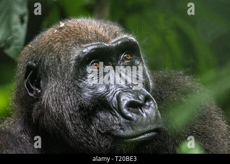 Gorillas in Loango Nationalpark, Gabun Stockfoto