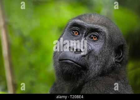 Gorillas in Loango Nationalpark, Gabun Stockfoto