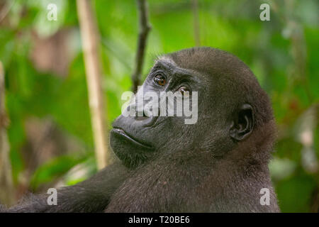 Gorillas in Loango Nationalpark, Gabun Stockfoto