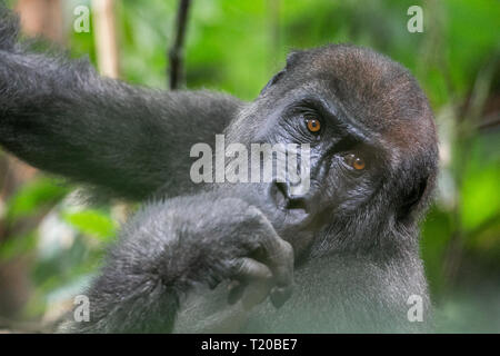 Gorillas in Loango Nationalpark, Gabun Stockfoto