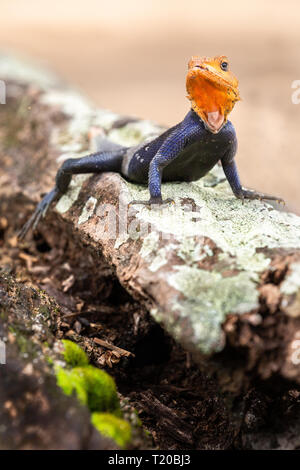 Rothaarige Rock Agama, Gabun Stockfoto