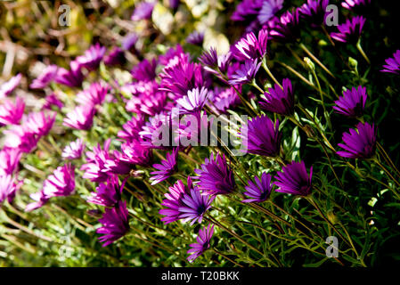 Die Ecke Garten mit lila Gänseblümchen im Frühjahr Stockfoto