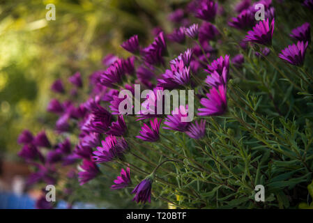 Lila gänseblümchen Hintergrundbeleuchtung im Garten Stockfoto