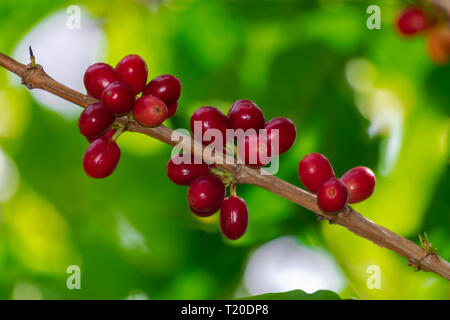 Rote reife Kaffeebohnen (Coffea arabica) in einem Zweig mit grüner Vegetation Hintergrund Stockfoto