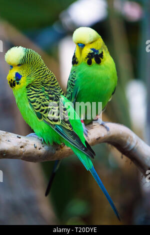 Zwei Wellensittiche Papageien Vögel den Spitznamen Wellensittich oder der Wellensittich (Melopsittacus undulatus) sitzen auf einem Ast. Stockfoto