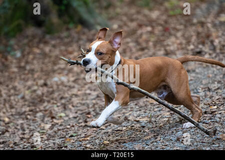 American Staffordshire Terrier Welpen spielen im Wald. Stockfoto