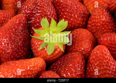 Hintergrund von frisch Erdbeeren, direkt oberhalb. Mit grünen Schwanz Stockfoto