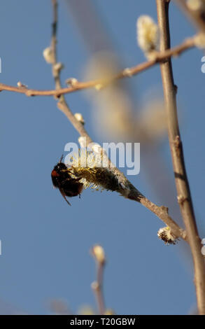 Hummel auf der Suche nach Pollen unter Willow blühen. Stockfoto