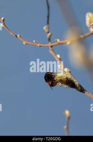 Hummel auf der Suche nach Pollen unter Willow blühen. Stockfoto