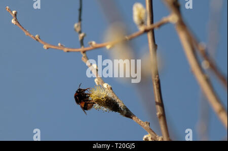 Hummel auf der Suche nach Pollen unter Willow blühen. Stockfoto