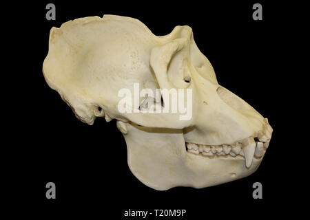 Männliche Gorilla Skull Schwarzer Hintergrund Stockfoto