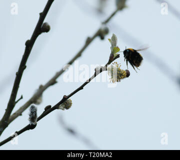 Hummel auf der Suche nach Pollen unter Willow blühen. Stockfoto