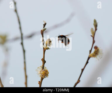 Hummel auf der Suche nach Pollen unter Willow blühen. Stockfoto