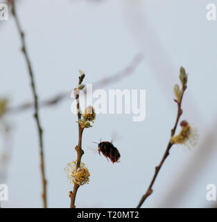 Hummel auf der Suche nach Pollen unter Willow blühen. Stockfoto