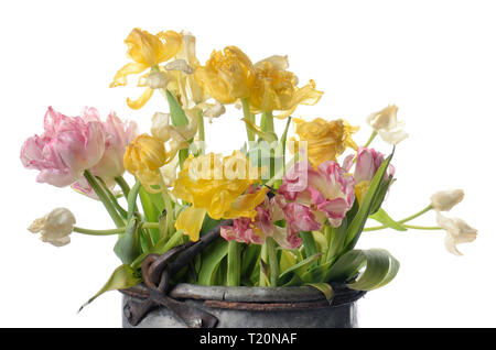 Nahaufnahme, Weiß, Rosa und Gelb verblasst Tulpen isoliert auf weißem Stockfoto
