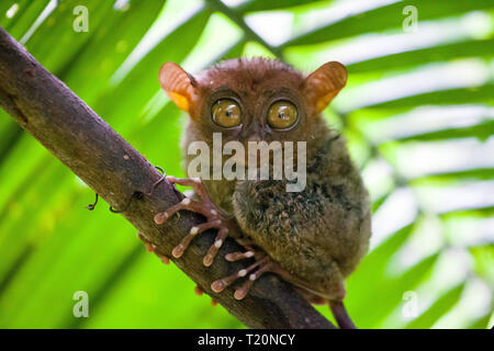 Phillipinische Tarsier, tarsius Syrichta, der weltweit kleinste Primaten niedlich Tarsius Affe mit großen Augen sitzen auf einem Zweig mit grünen Blättern. Bohol Isla Stockfoto