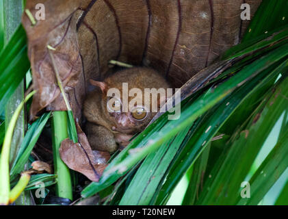 Phillipinische Tarsier, tarsius Syrichta, der weltweit kleinste Primaten niedlich Tarsius Affe mit großen Augen sitzen auf einem Zweig mit grünen Blättern. Bohol Isla Stockfoto