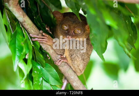 Phillipinische Tarsier, tarsius Syrichta, der weltweit kleinste Primaten niedlich Tarsius Affe mit großen Augen sitzen auf einem Zweig mit grünen Blättern. Bohol Isla Stockfoto