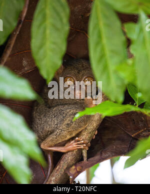 Phillipinische Tarsier, tarsius Syrichta, der weltweit kleinste Primaten niedlich Tarsius Affe mit großen Augen sitzen auf einem Zweig mit grünen Blättern. Bohol Isla Stockfoto