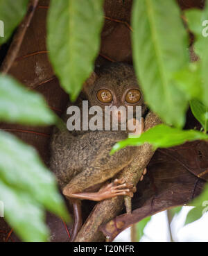 Phillipinische Tarsier, tarsius Syrichta, der weltweit kleinste Primaten niedlich Tarsius Affe mit großen Augen sitzen auf einem Zweig mit grünen Blättern. Bohol Isla Stockfoto