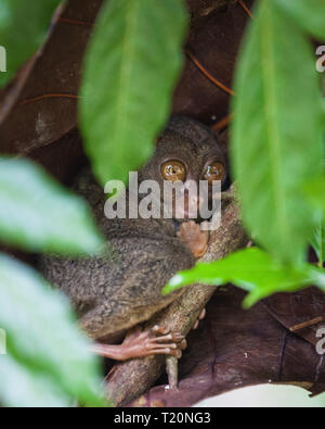 Phillipinische Tarsier, tarsius Syrichta, der weltweit kleinste Primaten niedlich Tarsius Affe mit großen Augen sitzen auf einem Zweig mit grünen Blättern. Bohol Isla Stockfoto