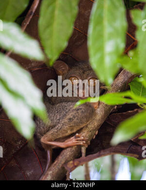 Phillipinische Tarsier, tarsius Syrichta, der weltweit kleinste Primaten niedlich Tarsius Affe mit großen Augen sitzen auf einem Zweig mit grünen Blättern. Bohol Isla Stockfoto