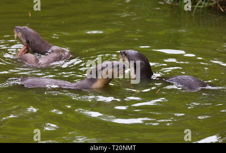 Drei Orientalische kleine Krallen Otter, Amblonyx cinereus, auch als die Asiatische Small - kratzte Otter spielen in der grüne Pfund Wasser bekannt Stockfoto