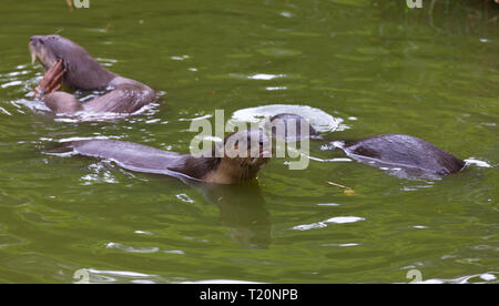 Drei Orientalische kleine Krallen Otter, Amblonyx cinereus, auch als die Asiatische Small - kratzte Otter spielen in der grüne Pfund Wasser bekannt Stockfoto