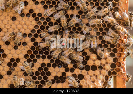 Honig-Bienen Stockfoto