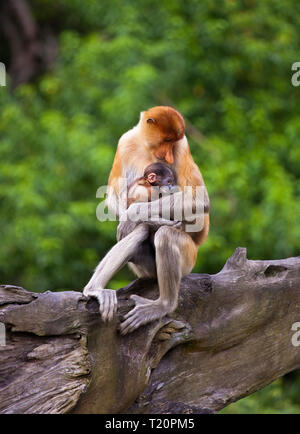 Nasenaffen, Nasalis larvatus, Baby und Mutter sitzen auf dem Baum. Borneo Stockfoto