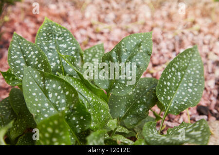 Pulmonaria officinalis - Frühling Garten Heilpflanze. Heilpflanze. Pulmonaria officinalis Blüte im Frühling Garten. Pulmonaria officinalis blo Stockfoto