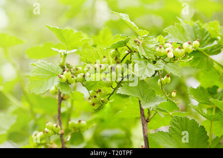 Zweig der grünen unreifen Johannisbeeren Stockfoto