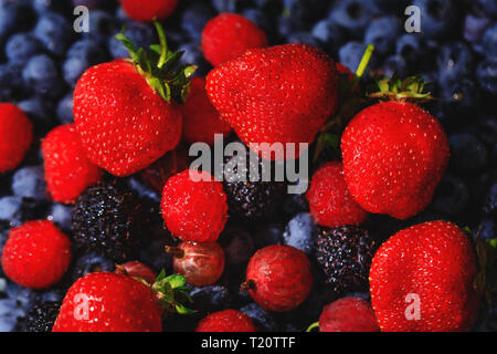 Atemberaubende Zusammensetzung der roten Erdbeeren, Himbeeren und Stachelbeeren auf dem Hintergrund der blauen Heidelbeeren. Reif und saftig frische Beeren, close-up. Top Stockfoto
