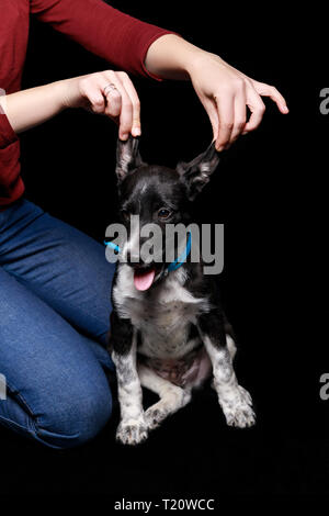 7/8-Ansicht der Frau in Rot Pullover und Jeans sitzt in der Nähe von Bastard Hund und berühren Ohren isoliert auf Schwarz Stockfoto