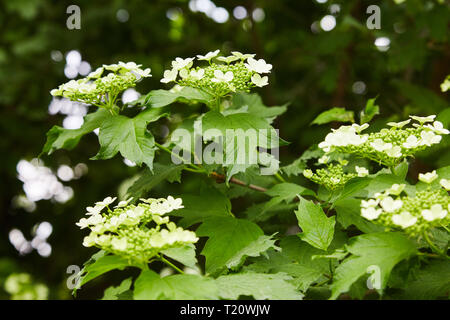 Blumen der blühenden Gefüllte Schneeball - Rose. Corymbose Blütenstand der viburnum (Viburnum opulus) Stockfoto