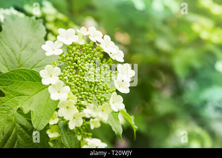 Blumen der blühenden Gefüllte Schneeball - Rose. Corymbose Blütenstand der viburnum (Viburnum opulus) Stockfoto